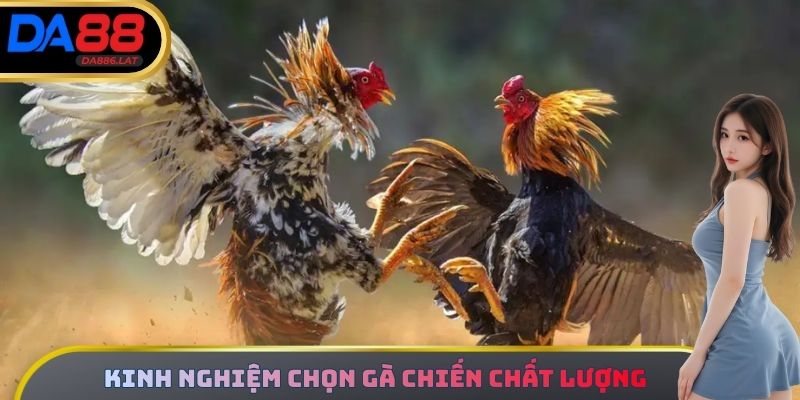 Kinh nghiệm chọn gà chiến chất lượng khi chơi đá gà tre